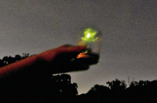 Flashing signals are re- ies’ form of communication. The insects rely on bioluminescence to defend themselves and reproduce.