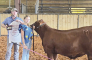 Addison Salley Takes Home Titles of Grand Champion Heifer and Supreme Overall Heifer
