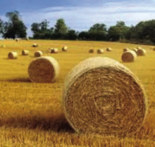 LSU AgCenter to Host Inaugural Hay Day Event – June 12, 2025