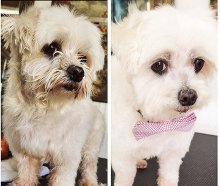 DeSoto Chamber Celebrates the Opening of Jackie’s Pack Dog Grooming