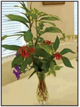 Mansfield Garden Club September 2019 Meeting