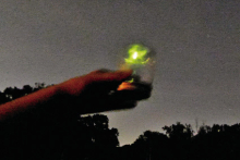 Flashing signals are re- ies’ form of communication. The insects rely on bioluminescence to defend themselves and reproduce.