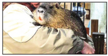 Did our Cajun Groundhog Pierre