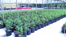 Growing Like “Weeds”; Legalized Hemp Farming in DeSoto Parish