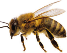 Article Image Alt Text