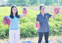 LSU doctoral students Marissa Barbosa, at left, and Lisa Arce hold up bushels of sweet potatoes. Barbosa has the variety Bayou Belle and Arce holds up the variety Evangeline. The two were showing that Bayou Belle requires less phosphorus than Evangeline.