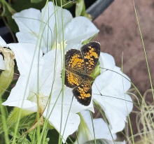 Reduce Maintenance and Boost Your Garden Enjoyment