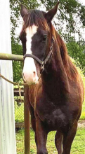 Cornerstone Ministries Selling Chances for AQHA Colt Raffle Fundraiser