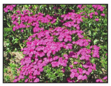 Pretty Petunias That Take The Heat