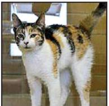 DeSoto Parish Animal Services Pet Highlights of the Week
