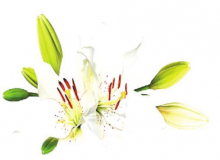 Article Image Alt Text