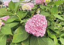 Bigleaf hydrangeas add color to shaded areas in the late spring and early summer.