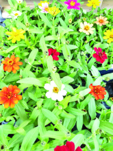 DeSoto Chamber Welcomes Cloud’s Plant Nursery to Business Community in Stonewall