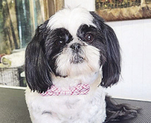 DeSoto Chamber Celebrates the Opening of Jackie’s Pack Dog Grooming