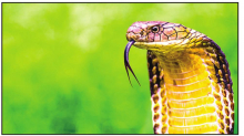 Cobras!