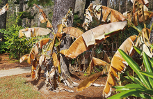 Many tropical plants, such as these ornamental bananas, are root hardy. While they won’t look nice after a freeze, they’ll begin growing back in the spring.