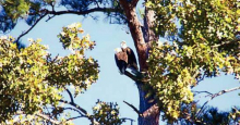 Eagles Soar Over Toledo Bend as We Remember Veterans Day