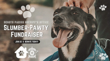 DPSO Teams Up with BFF of DeSoto Animal Services for Fundraiser