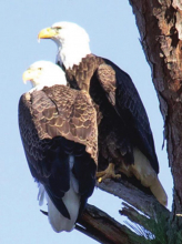 Eagles Soar Over Toledo Bend