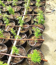 Growing Like “Weeds”; Legalized Hemp Farming in DeSoto Parish