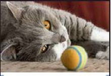 DeSoto Animal Services in Need of Kitten and Cat Supplies