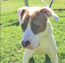 Pet Highlights of the Week DeSoto Parish Animal Services: