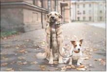 A Dog for My Dog