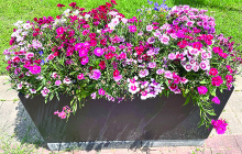 Bon Chase DAR Chapter Puts NWLA Master Gardner Funds to Good Use