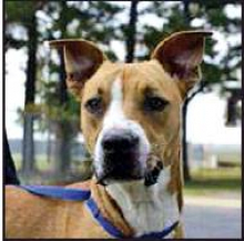 DeSoto Parish Animal Services Pet Highlights of the Week