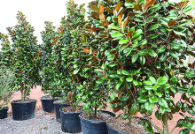Teddy Bear magnolia’s compact form makes it great for smaller yards.