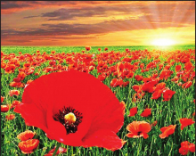 In Flanders Fields – A Memorial Day Tribute