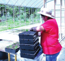 Growing Like “Weeds”; Legalized Hemp Farming in DeSoto Parish