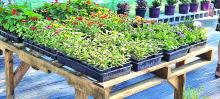 DeSoto Chamber Welcomes Cloud’s Plant Nursery to Business Community in Stonewall