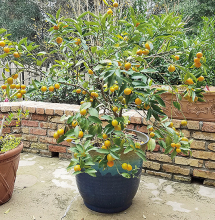 Citrus trees such as this kumquat can be grown in large containers.
