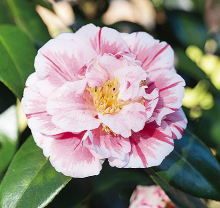The owers of many camellia japonica cultivars feature stripes, which are caused by genetic variations.