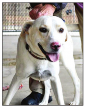 New Days, Hours at DeSoto Parish Animal Services: Pet Highlights of the Week