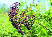 Harvest elderberries when they are dark purple to black. Do not eat green or red elderberries, which are toxic.