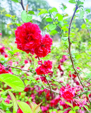 America’s Rose Garden 2024 Season Opens