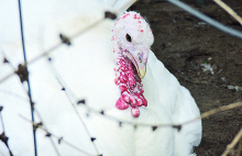 The Farm Wife