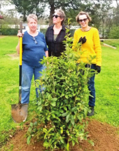 Mansfield Garden Club Honors Jo Ivey Moody with Arbor Day Memorial Tree Planting