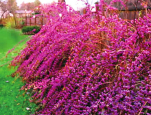 Fall 2020 Super Plants are LA Natives