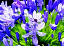 Article Image Alt Text